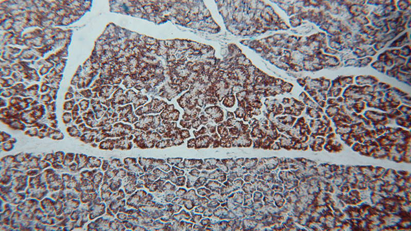 Immunohistochemical of paraffin-embedded human pancreas using Catalog No:110898(GCAT antibody) at dilution of 1:100 (under 10x lens)