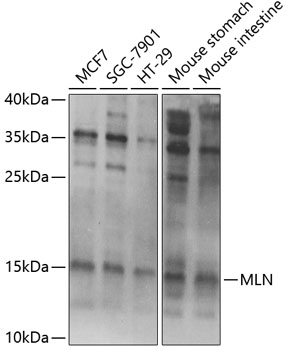 Western blot - MLN Polyclonal Antibody 