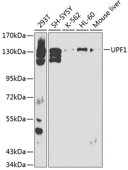 Western blot - UPF1 Polyclonal Antibody 