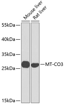 Western blot - MT-CO3 Polyclonal Antibody 