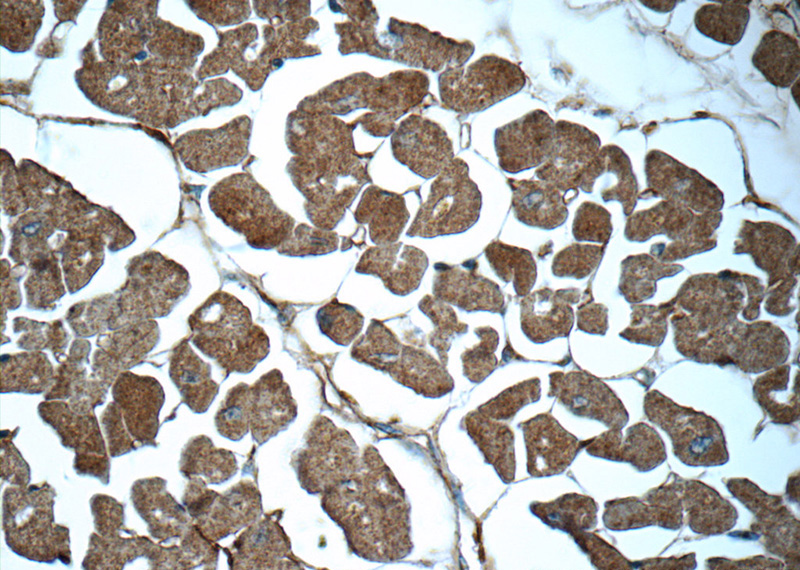 Immunohistochemistry of paraffin-embedded human heart tissue slide using Catalog No:108801(C9orf61 Antibody) at dilution of 1:50 (under 40x lens)