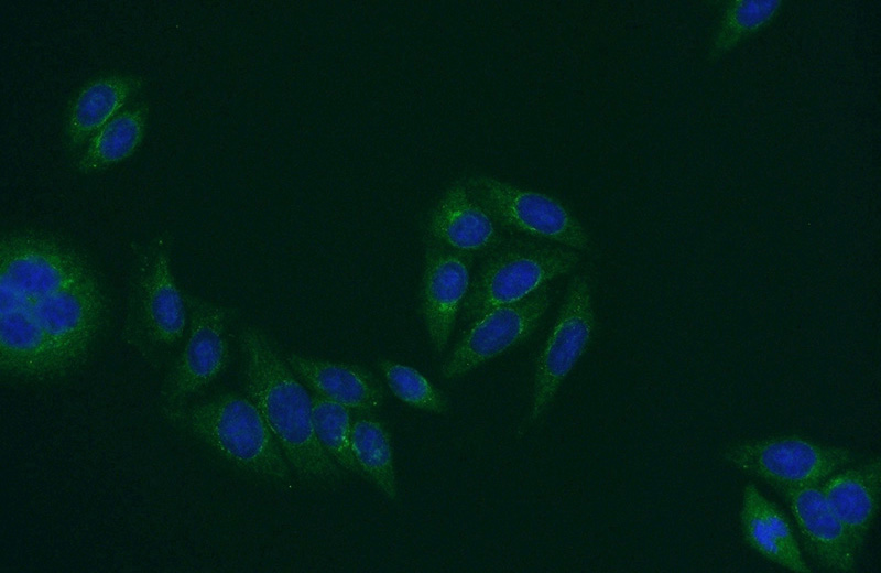 Immunofluorescent analysis of HepG2 cells using Catalog No:114188(PRH1 Antibody) at dilution of 1:50 and Alexa Fluor 488-congugated AffiniPure Goat Anti-Rabbit IgG(H+L)