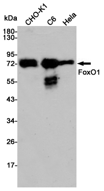 Western blot detection of FoxO1 in CHO-K1,C6 and Hela cell lysates using FoxO1 rabbit pAb (1:500 diluted).Predicted band size:70kDa.Observed band size:70kDa.