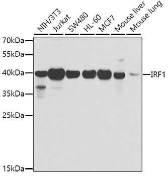 Western blot - IRF1 Polyclonal Antibody 