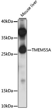 Western blot - TMEM55A Polyclonal Antibody 