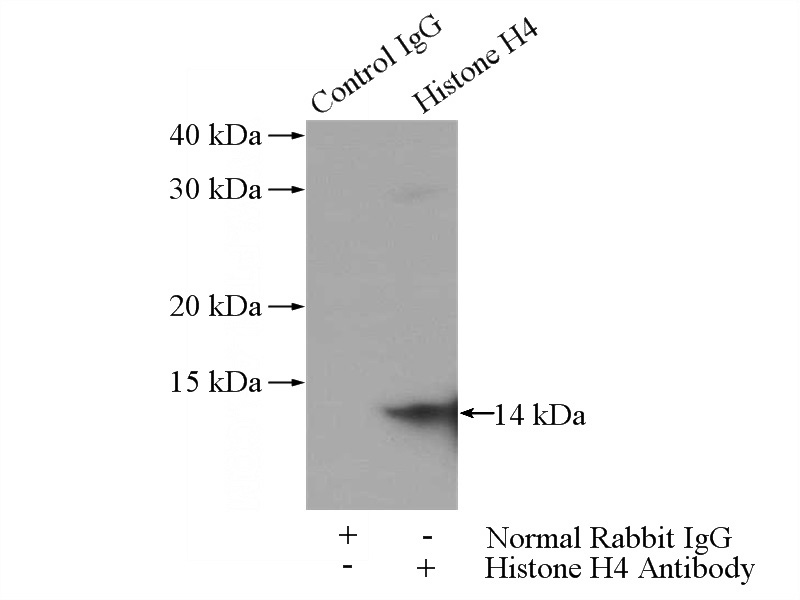IP Result of anti-Histone H4 (IP:Catalog No:111408, 3ug; Detection:Catalog No:111408 1:600) with HeLa cells lysate 2000ug.