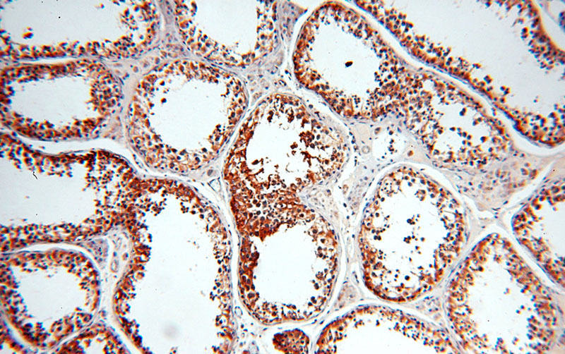 Immunohistochemical of paraffin-embedded human testis using Catalog No:114671(RDM1 antibody) at dilution of 1:100 (under 10x lens)