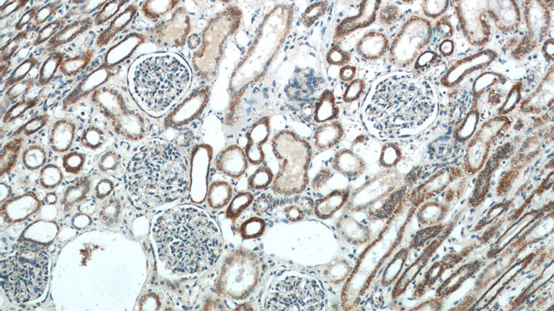 Immunohistochemistry of paraffin-embedded human kidney slide using Catalog No:115997(TFAM Antibody) at dilution of 1:50