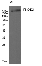 Fig1:; Western Blot analysis of 3T3 cells using CD232 Polyclonal Antibody. Antibody was diluted at 1:1000. Secondary antibody（catalog#：HA1001) was diluted at 1:20000
