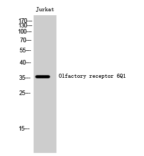 Fig1:; Western Blot analysis of Jurkat cells using Olfactory receptor 6Q1 Polyclonal Antibody diluted at 1: 1000
