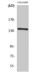 Fig1:; Western Blot analysis of various cells using NFATc4 Polyclonal Antibody diluted at 1: 500
