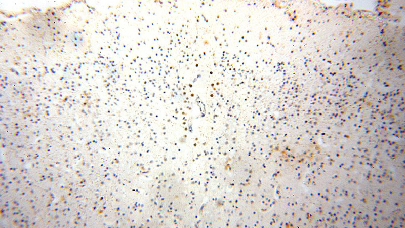 Immunohistochemical of paraffin-embedded human brain using Catalog No:115552(SPATA22 antibody) at dilution of 1:100 (under 10x lens)