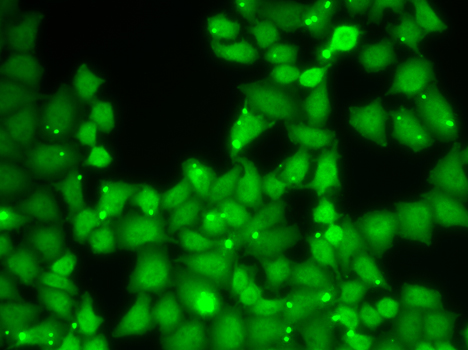 Immunofluorescence - EIF3E Polyclonal Antibody 