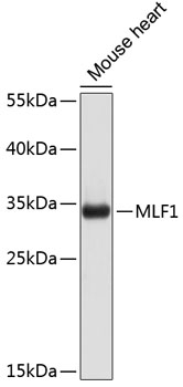 Western blot - MLF1 Polyclonal Antibody 