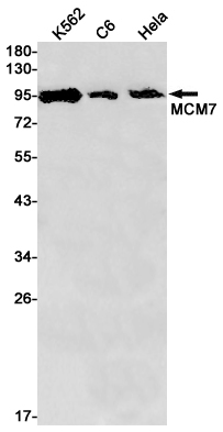 Western blot detection of MCM7 in K562,C6,Hela cell lysates using MCM7 Rabbit pAb(1:1000 diluted).Predicted band size:81kDa.Observed band size:81kDa.