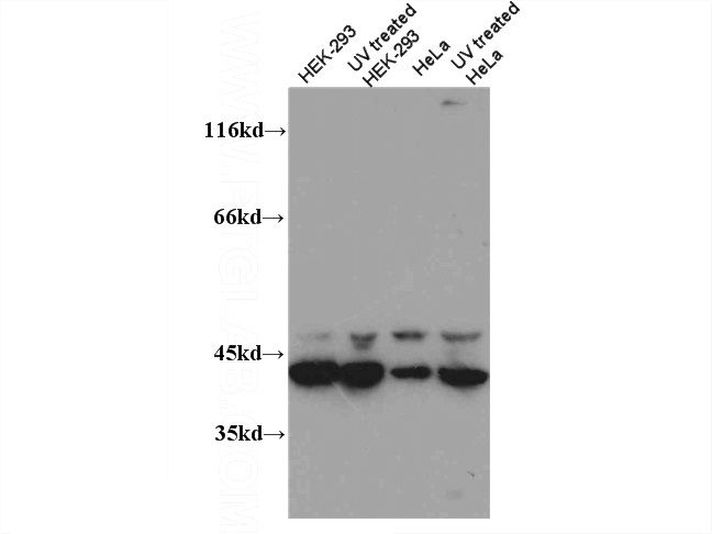 WB result of Catalog No:108872 (CASP12 antibody) with various lysates.