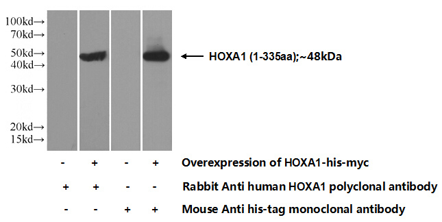Transfected HEK-293 cells were subjected to SDS PAGE followed by western blot with Catalog No:111526(HOXA1 Antibody) at dilution of 1:700