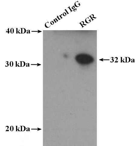 IP Result of anti-RGR (IP:Catalog No:114639, 4ug; Detection:Catalog No:114639 1:300) with PC-3 cells lysate 4000ug.
