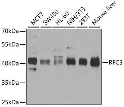 Western blot - RFC3 Polyclonal Antibody 