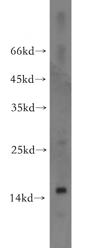 mouse small intestine tissue were subjected to SDS PAGE followed by western blot with Catalog No:110437(FABP2 antibody) at dilution of 1:500