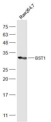Fig2: Sample:; Raw264.7(Mouse) Cell Lysate at 30 ug; Primary: Anti-BST1 at 1/500 dilution; Secondary: IRDye800CW Goat Anti-Rabbit IgG at 1/20000 dilution; Predicted band size: 33 kD; Observed band size: 33 kD