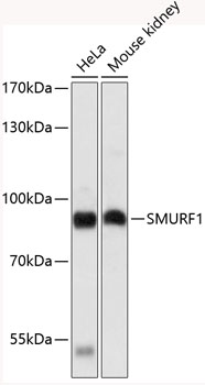 Western blot - SMURF1 Polyclonal Antibody 