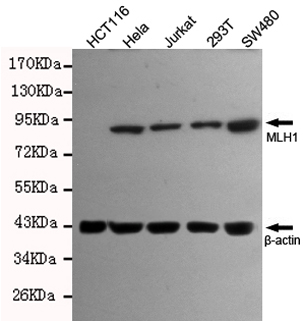 Western blot detection of MLH1 in SW480,293T,Jurkat and Hela cell lysates using MLH1 mouse mAb (1:500 diluted).Predicted band size:85KDa.Observed band size:85KDa.
