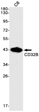 Western blot detection of CD32B in C6 cell lysates using CD32B Rabbit mAb(1:1000 diluted).Predicted band size:34kDa.Observed band size:44kDa.