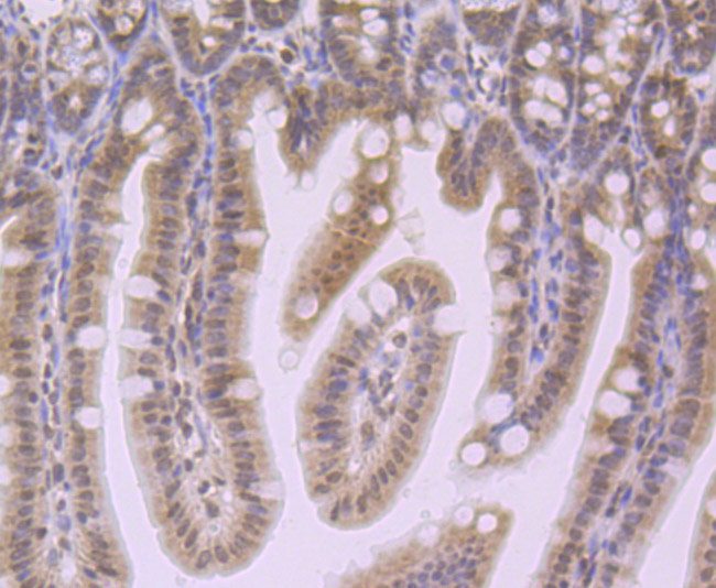 Fig8: Immunohistochemical analysis of paraffin-embedded mouse colon tissue using anti-NLRC3 antibody. Counter stained with hematoxylin.