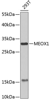 Western blot - MEOX1 Polyclonal Antibody 