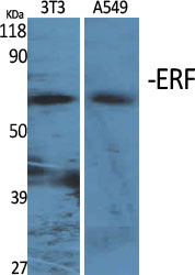 Fig1:; Western Blot analysis of various cells using ERF Polyclonal Antibody cells nucleus extracted by Minute TM Cytoplasmic and Nuclear Fractionation kit (SC-003,Inventbiotech,MN,USA).