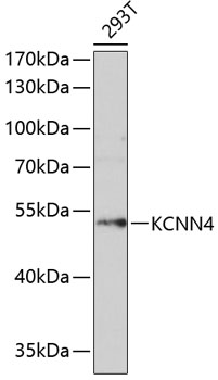 Western blot - KCNN4 Polyclonal Antibody 
