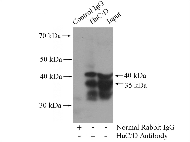 IP Result of anti-ELAVL4 (IP:Catalog No:111717, 4ug; Detection:Catalog No:111717 1:300) with mouse brain tissue lysate 2560ug.