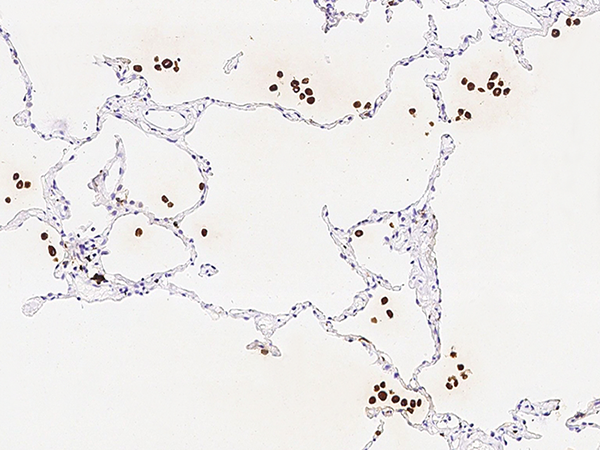 IFI30 Antibody, Rabbit MAb, Immunohistochemistry