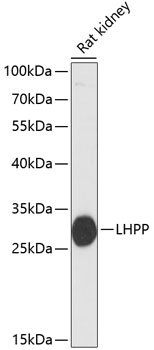 Western blot - LHPP Polyclonal Antibody 