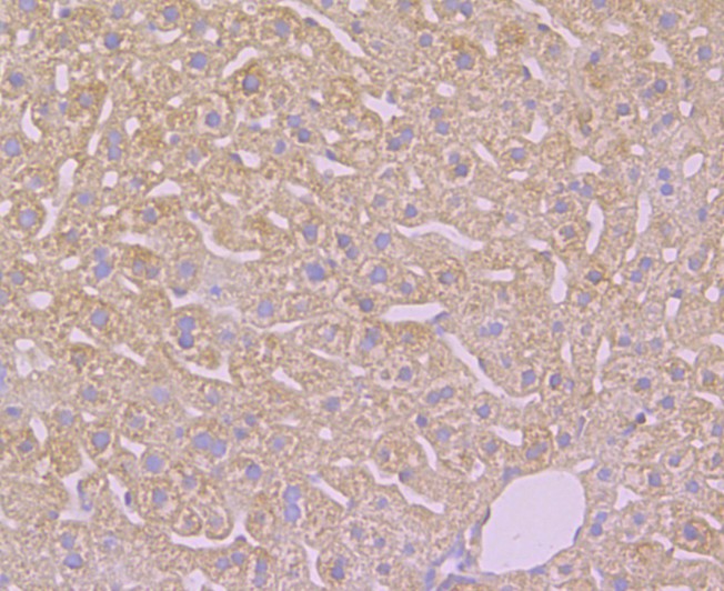 Fig4: Immunohistochemical analysis of paraffin-embedded mouse liver tissue using anti-TMEM2 antibody. Counter stained with hematoxylin.