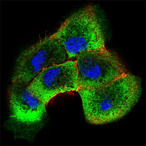 Immunofluorescence analysis of A431 cells using SHC1 mouse mAb (green). Blue: DRAQ5 fluorescent DNA dye. Red: Actin filaments have been labeled with Alexa Fluor-555 phalloidin. Secondary antibody from Fisher
