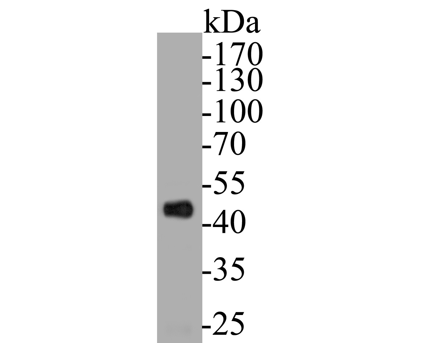Fig1: Western blot analysis of TRIM72 on HCT116 cell lysates. Proteins were transferred to a PVDF membrane and blocked with 5% BSA in PBS for 1 hour at room temperature. The primary antibody ( 1/500) was used in 5% BSA at room temperature for 2 hours. Goat Anti-Mouse IgG - HRP Secondary Antibody (HA1006) at 1:5,000 dilution was used for 1 hour at room temperature.