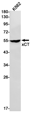 Western blot detection of xCT in K562 cell lysates using xCT Rabbit pAb(1:1000 diluted).Predicted band size:55kDa.Observed band size:55kDa.