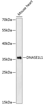 Western blot - DNASE1L1 Polyclonal Antibody 
