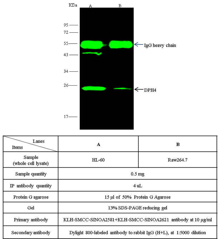 Human DNAJC24 Immunoprecipitation(IP) 14676