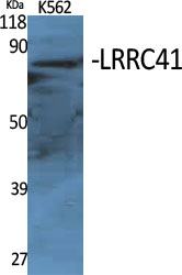 Fig1:; Western Blot analysis of various cells using LRRC41 Polyclonal Antibody