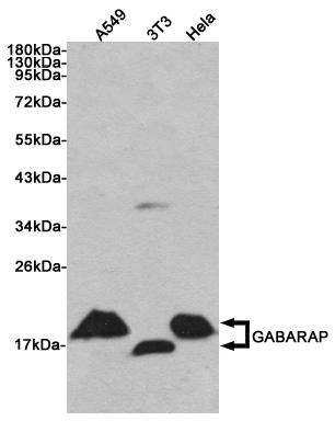 Western blot detection of GABARAP in A549, 3T3 and Hela cell lysates using GABARAP Rabbit pAb (1:1000 diluted). Predicted band size: 14KDa. Observed band size:14, 16KDa.