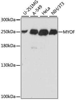 Western blot - MYOF Polyclonal Antibody 