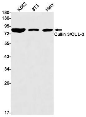 Western blot detection of Cullin 3/CUL-3 in K562,3T3,Hela cell lysates using Cullin 3/CUL-3 Rabbit mAb(1:1000 diluted).Predicted band size:89kDa.Observed band size:89kDa.