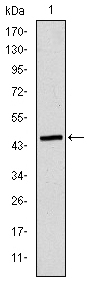 Fig1: Western blot analysis of TUBE1 on human TUBE1 recombinant protein using anti-TUBE1 antibody at 1/1,000 dilution.
