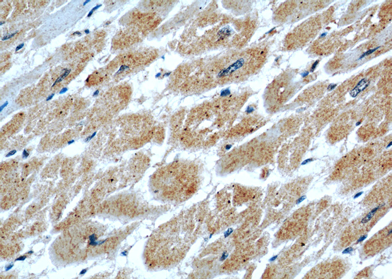 Immunohistochemical of paraffin-embedded human heart using Catalog No:114145(PPP1CC antibody) at dilution of 1:50 (under 40x lens)