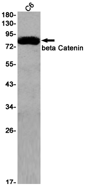 Western blot detection of beta Catenin in C6 cell lysates using beta Catenin Rabbit pAb(1:1000 diluted).Predicted band size:86kDa.Observed band size:86kDa.