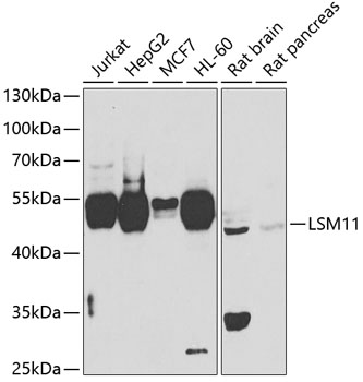 Western blot - LSM11 Polyclonal Antibody 