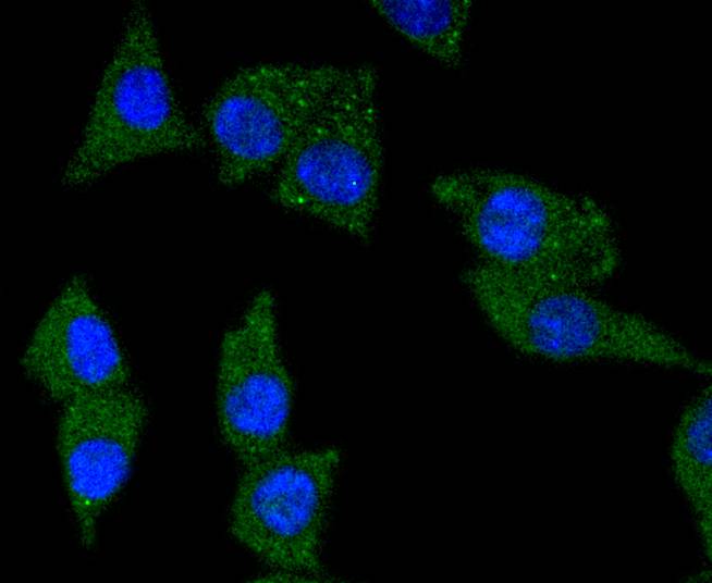 Fig6:; ICC staining of TrkA in SH-SY5Y cells (green). Formalin fixed cells were permeabilized with 0.1% Triton X-100 in TBS for 10 minutes at room temperature and blocked with 10% negative goat serum for 15 minutes at room temperature. Cells were probed with the primary antibody ( 1/50) for 1 hour at room temperature, washed with PBS. Alexa Fluor®488 conjugate-Goat anti-Rabbit IgG was used as the secondary antibody at 1/1,000 dilution. The nuclear counter stain is DAPI (blue).